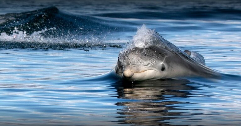 Screenshot 2022 10 01 151227 768x403