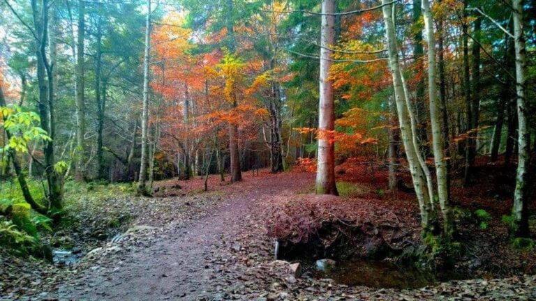 Culloden Woods by Clootie Well 1 1024x576 1 768x432