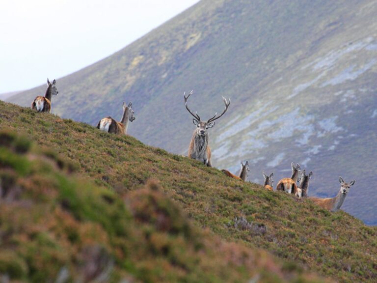 5aba33352d9fd 318035352 red deer stag  credit david newland 768x576